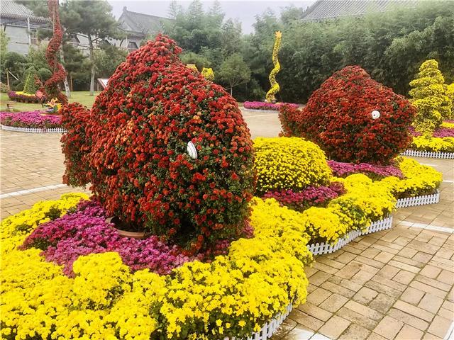 菊花盛放正当时!省内21家媒体团成员来禹州钧瓷文化园实地采风! 菊花盛放正当时!省内21家媒体团成员来禹州钧瓷文化园实地采风!