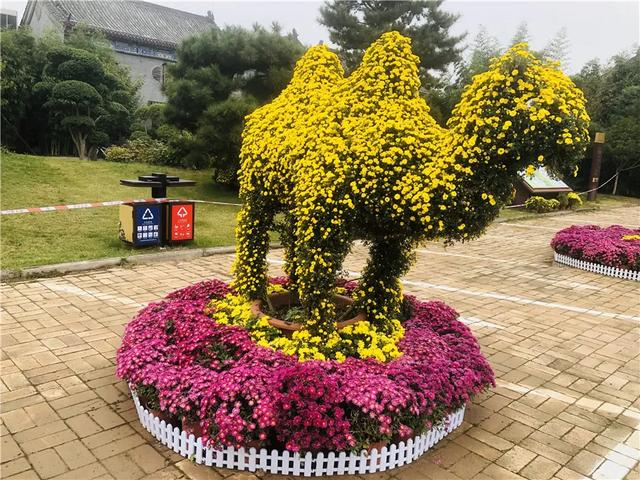 菊花盛放正当时!省内21家媒体团成员来禹州钧瓷文化园实地采风! 菊花盛放正当时!省内21家媒体团成员来禹州钧瓷文化园实地采风!