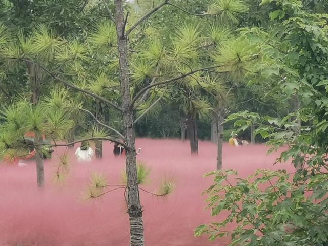 河南禹州:粉黛乱子草盛开 粉色花海惹人爱 河南禹州:粉黛乱子草盛开 粉色花海惹人爱