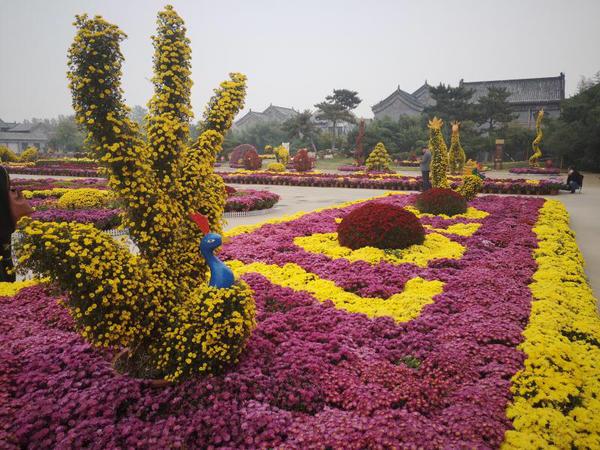 菊花与钧瓷“牵手”∣禹州市金秋菊展精彩绽放 菊花与钧瓷“牵手”∣禹州市金秋菊展精彩绽放
