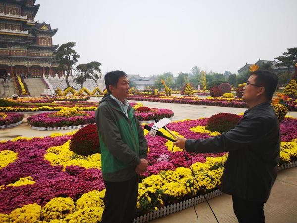 菊花与钧瓷“牵手”∣禹州市金秋菊展精彩绽放 菊花与钧瓷“牵手”∣禹州市金秋菊展精彩绽放