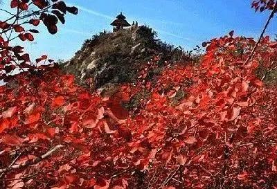 禹州大鸿寨第十三届红叶节将在10月18日盛大开幕! 禹州大鸿寨第十三届红叶节将在10月18日盛大开幕!