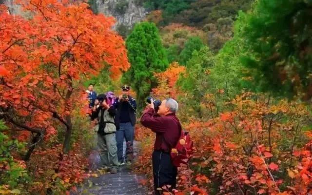 禹州大鸿寨第十三届红叶节将在10月18日盛大开幕! 禹州大鸿寨第十三届红叶节将在10月18日盛大开幕!