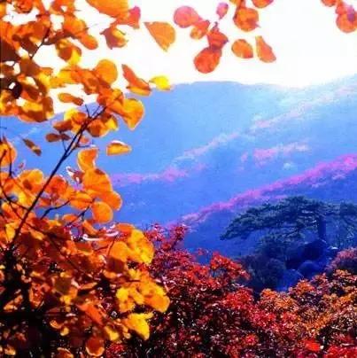 禹州大鸿寨第十三届红叶节将在10月18日盛大开幕! 禹州大鸿寨第十三届红叶节将在10月18日盛大开幕!