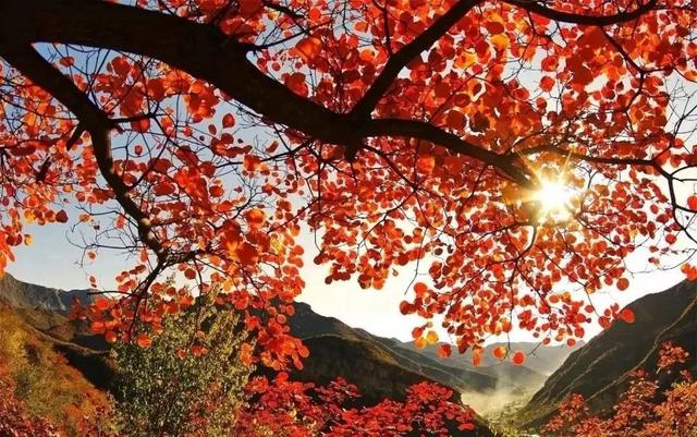 禹州大鸿寨第十三届红叶节将在10月18日盛大开幕! 禹州大鸿寨第十三届红叶节将在10月18日盛大开幕!