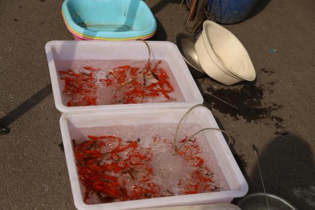 禹州北关大会里三层外三层都是人!最新照片传出! 禹州北关大会里三层外三层都是人!最新照片传出!