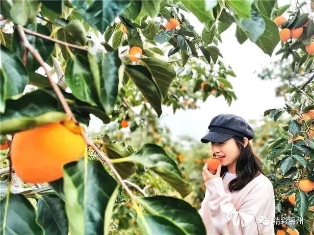 禹州柿子大丰收啦!这个周末来这里,让你吃好玩好! 禹州柿子大丰收啦!这个周末来这里,让你吃好玩好!