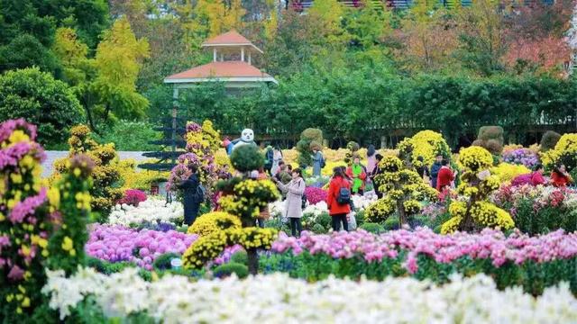 领票啦!2020禹州超大规模金秋菊花花海10月31日盛大迎客! 领票啦!2020禹州超大规模金秋菊花花海10月31日盛大迎客!