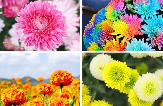 领票啦!2020禹州超大规模金秋菊花花海10月31日盛大迎客! 领票啦!2020禹州超大规模金秋菊花花海10月31日盛大迎客!