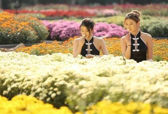 领票啦!2020禹州超大规模金秋菊花花海10月31日盛大迎客! 领票啦!2020禹州超大规模金秋菊花花海10月31日盛大迎客!
