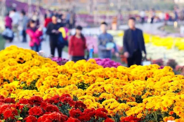 领票啦!2020禹州超大规模金秋菊花花海10月31日盛大迎客! 领票啦!2020禹州超大规模金秋菊花花海10月31日盛大迎客!