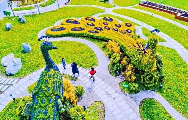 领票啦!2020禹州超大规模金秋菊花花海10月31日盛大迎客! 领票啦!2020禹州超大规模金秋菊花花海10月31日盛大迎客!