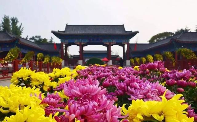 领票啦!2020禹州超大规模金秋菊花花海10月31日盛大迎客! 领票啦!2020禹州超大规模金秋菊花花海10月31日盛大迎客!