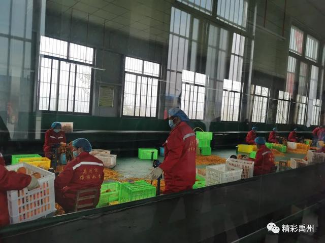 第二届“中原柿乡 魅力刘门”柿子文化旅游节暨2020磨街乡农民丰收节开幕 第二届“中原柿乡 魅力刘门”柿子文化旅游节暨2020磨街乡农民丰收节开幕