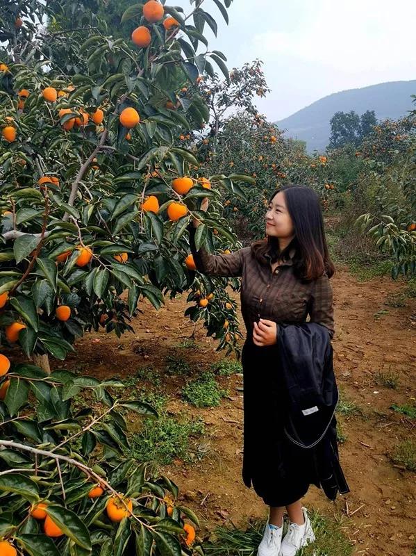 禹州第二届“中原柿乡.魅力刘门”柿子文化旅游节隆重开幕 禹州第二届“中原柿乡.魅力刘门”柿子文化旅游节隆重开幕