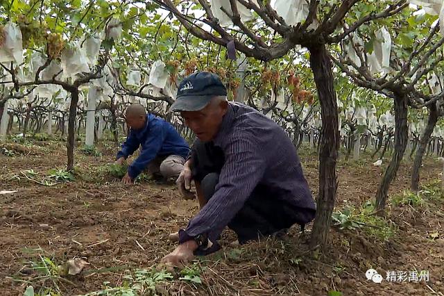 禹州苌庄镇杨疙瘩村小小葡萄粒粒汗,助力脱贫串成串 禹州苌庄镇杨疙瘩村小小葡萄粒粒汗,助力脱贫串成串