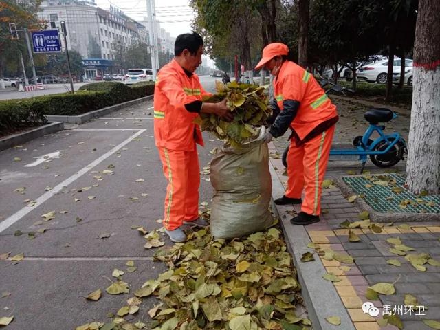 禹州环卫:又到一年落叶季 环卫工人忙清理 禹州环卫:又到一年落叶季 环卫工人忙清理
