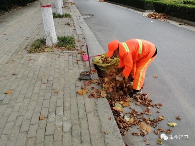 禹州环卫:又到一年落叶季 环卫工人忙清理 禹州环卫:又到一年落叶季 环卫工人忙清理