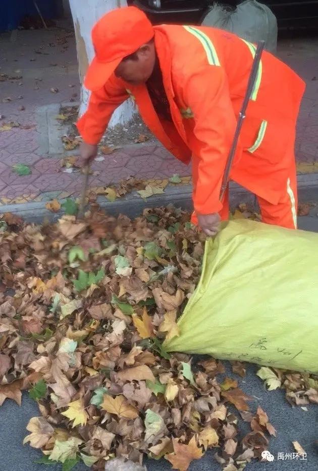 禹州环卫:又到一年落叶季 环卫工人忙清理 禹州环卫:又到一年落叶季 环卫工人忙清理