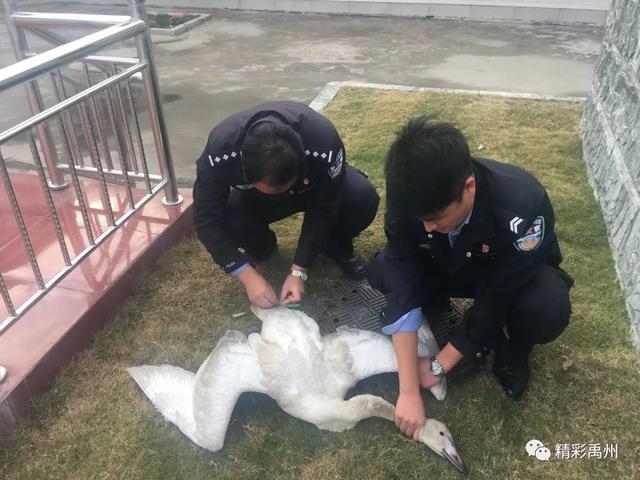 禹州警民爱心救助麦田里的“不速之客” 禹州警民爱心救助麦田里的“不速之客”