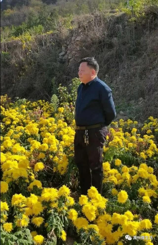 禹州鸠山:闵庄,菊花铺就致富路 禹州鸠山:闵庄,菊花铺就致富路