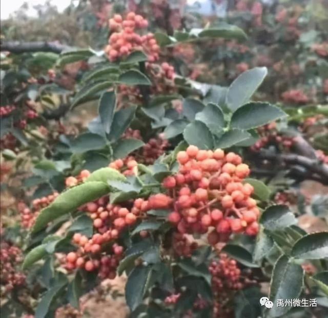 禹州鸠山:闵庄,菊花铺就致富路 禹州鸠山:闵庄,菊花铺就致富路