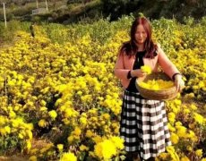 禹州鸠山：闵庄，菊花铺就致富路