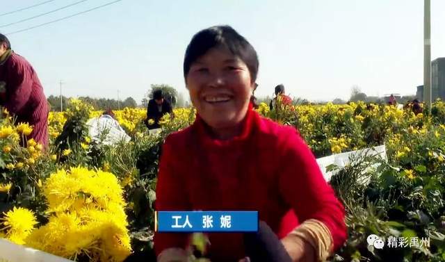 家门口致富!禹州这里上演“花田喜事” 家门口致富!禹州这里上演“花田喜事”