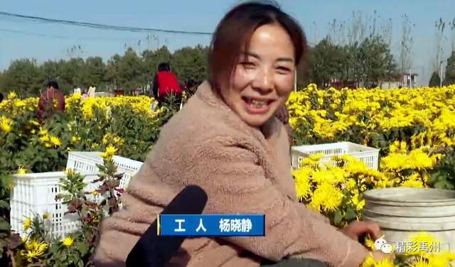 家门口致富!禹州这里上演“花田喜事” 家门口致富!禹州这里上演“花田喜事”