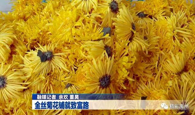 家门口致富!禹州这里上演“花田喜事” 家门口致富!禹州这里上演“花田喜事”