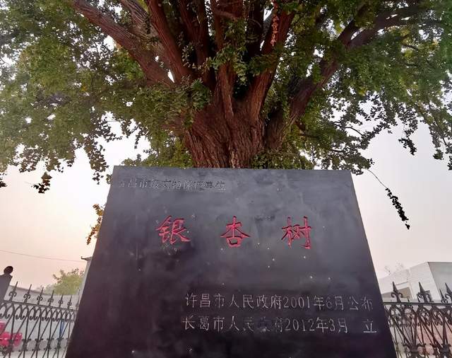 许昌有五位“老寿星”,禹州占俩,最高年龄1500岁! 许昌有五位“老寿星”,禹州占俩,最高年龄1500岁!