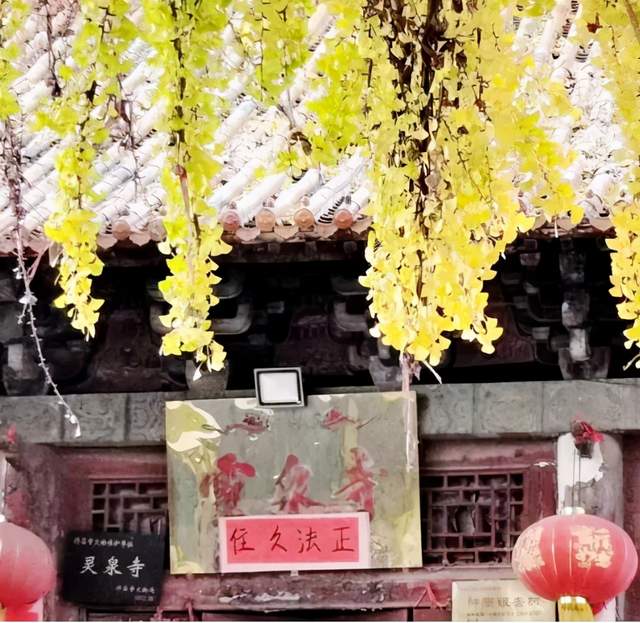 许昌有五位“老寿星”,禹州占俩,最高年龄1500岁! 许昌有五位“老寿星”,禹州占俩,最高年龄1500岁!