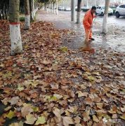 禹州环卫：无情落叶惹人烦 雨后清洁暖人心