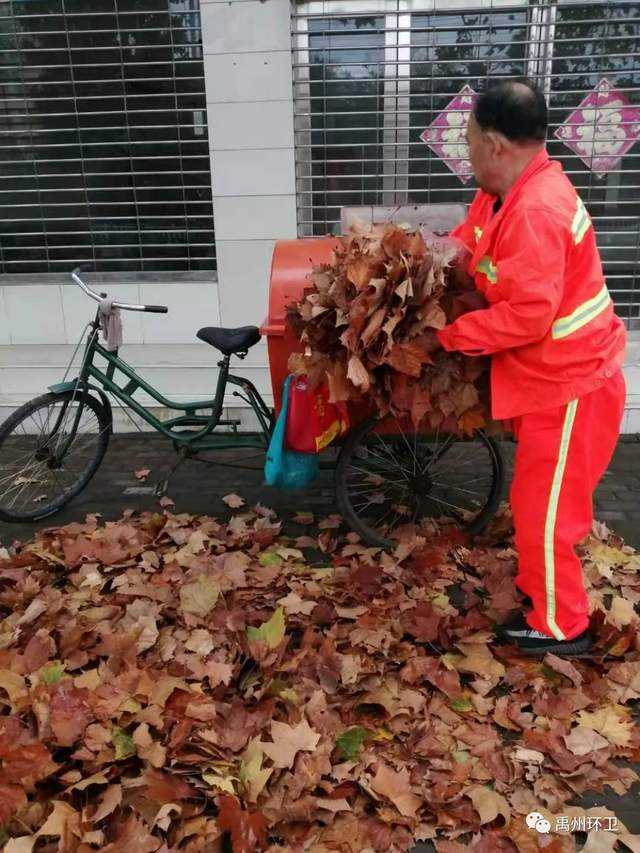 禹州环卫:无情落叶惹人烦 雨后清洁暖人心 禹州环卫:无情落叶惹人烦 雨后清洁暖人心