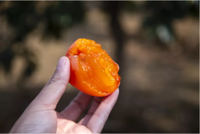 禹州刘门村第二届柿饼节纪事