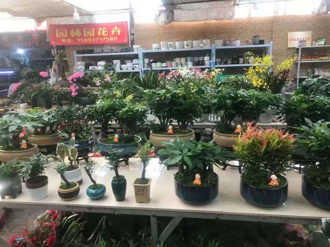 禹州养花人有福了！这家花卉店超值养花套餐限量抢！