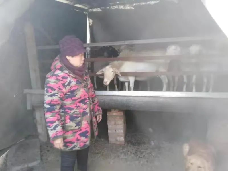禹州市公安局古城派出所故事：失眠的娘与撞墙的羊