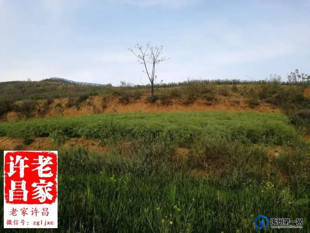 揭秘：禹州周定王墓究竟是怎样被发现的？