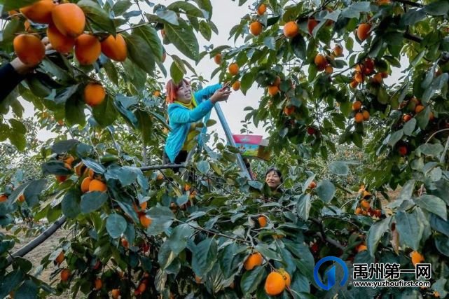 许昌市委书记胡五岳到禹州调研乡村振兴工作 许昌市委书记胡五岳到禹州调研乡村振兴工作