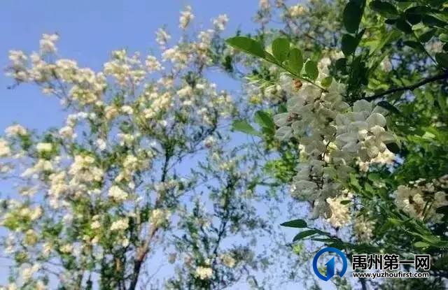 禹州美丽乡村:槐树湾 禹州美丽乡村:槐树湾