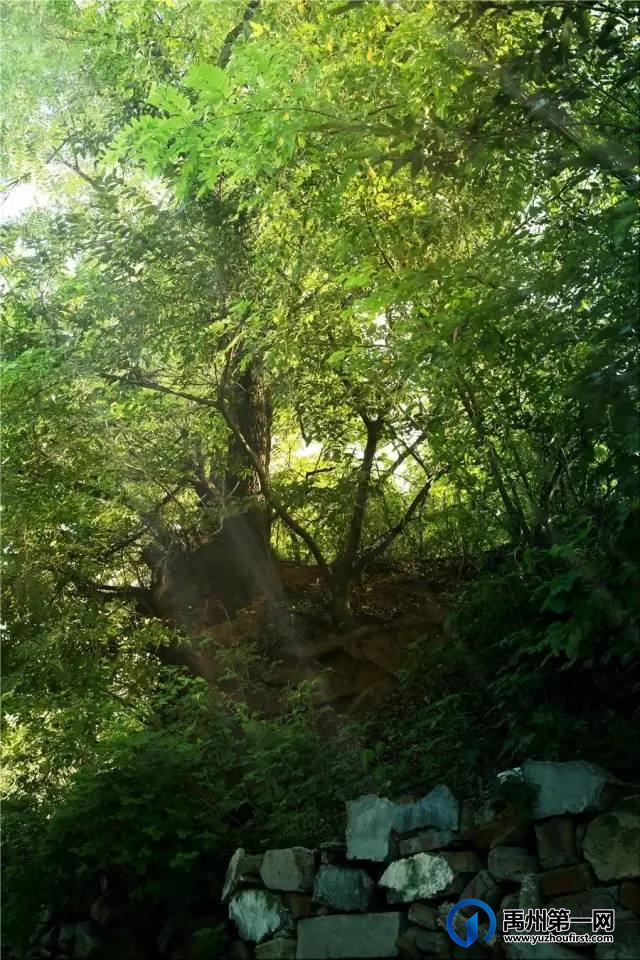 禹州美丽乡村:槐树湾 禹州美丽乡村:槐树湾