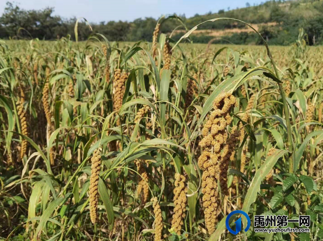 禹州无梁镇首届杏花节即将开幕啦! 禹州无梁镇首届杏花节即将开幕啦!