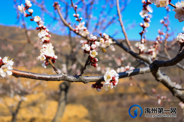 禹州无梁镇首届杏花节即将开幕啦! 禹州无梁镇首届杏花节即将开幕啦!