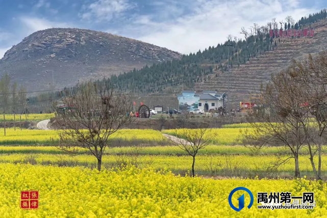 禹州无梁镇首届杏花节即将开幕啦! 禹州无梁镇首届杏花节即将开幕啦!