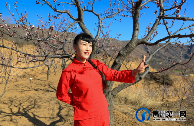 禹州无梁镇首届杏花节即将开幕啦! 禹州无梁镇首届杏花节即将开幕啦!