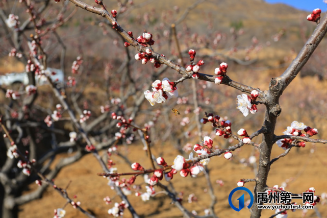 禹州无梁镇首届杏花节即将开幕啦! 禹州无梁镇首届杏花节即将开幕啦!