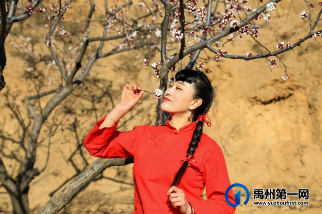 禹州无梁镇首届杏花节即将开幕啦! 禹州无梁镇首届杏花节即将开幕啦!