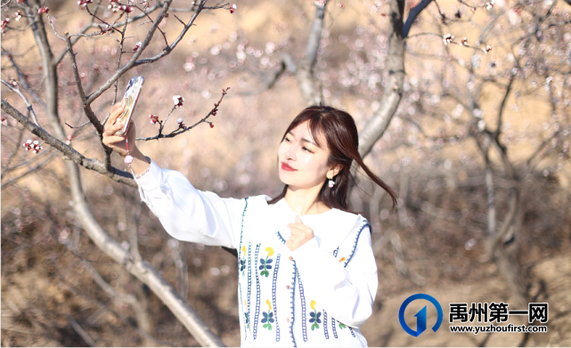 禹州无梁镇首届杏花节即将开幕啦! 禹州无梁镇首届杏花节即将开幕啦!