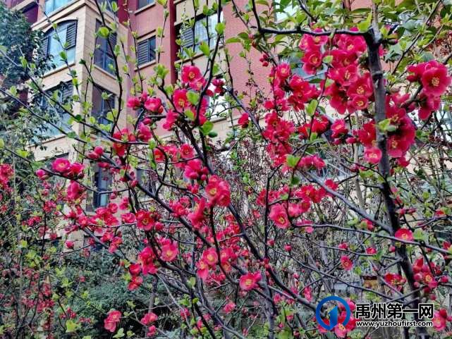 禹州万丰铂金翰宫：春光明媚暖心扉，花开竞艳香满院！