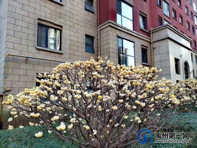 禹州万丰铂金翰宫：春光明媚暖心扉，花开竞艳香满院！
